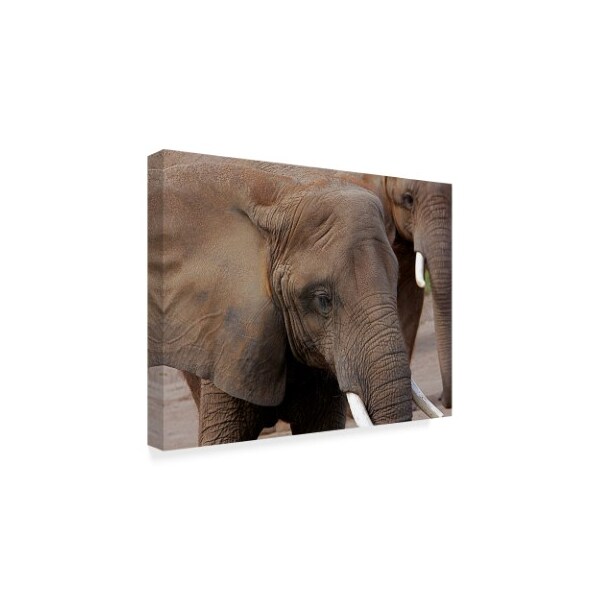 Galloimages Online 'Elephants 2' Canvas Art,24x32